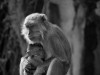 Long Tailed Macaque breastfeeding baby